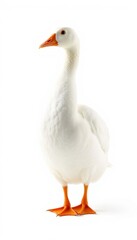 Peaceful White Goose Standing Still in Studio Lighting