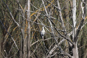 Grey heron on the Staritsa River near the village of Agro-Pustyn, Ryazan Region