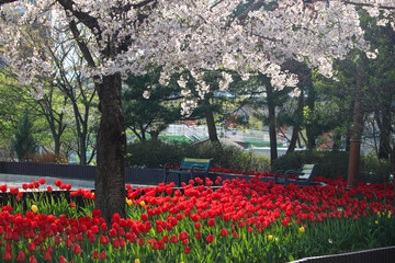 벚꽃 아래 빨간 튤립