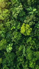 Lush Greenery Forms a Dense Canopy in a Forest, Creating a Vibrant Background