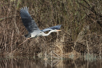 Grey heron on the Staritsa River near the village of Agro-Pustyn, Ryazan Region