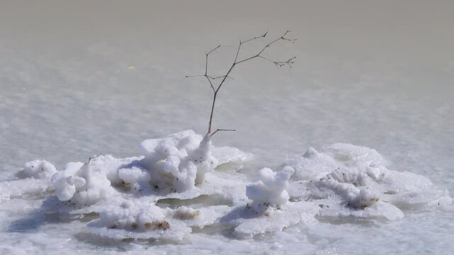 The salt is deposited on an elegant branch and becomes a bright product in the sun. Salt crystallization according to Stendhal concept. Shimmering beauty Idealization undergoing a metamorphosis