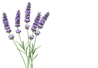 Obraz premium Bunch of fragrant purple lavender flowers isolated on white background – ideal for aromatherapy, relaxation, wellness, and botanical design themes.