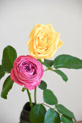 ピンクと黄色のばら