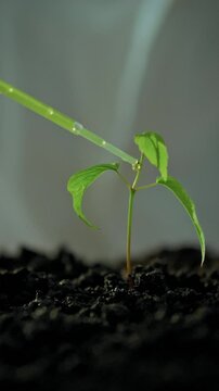A small seedling is observed in a controlled environment with a pipette delivering nutrients. This experiment aims to determine the best conditions for enhancing plant growth efficiently