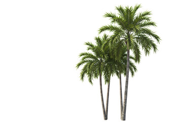 Three tall palm trees isolated on white background—ideal for tropical, vacation, nature, travel, and summer-themed design and creative visuals.


