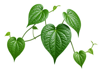 Naklejka premium Fresh green betel leaves with stem isolated on white background. Ideal for herbal, botanical, and eco-themed concepts and natural health illustrations.
