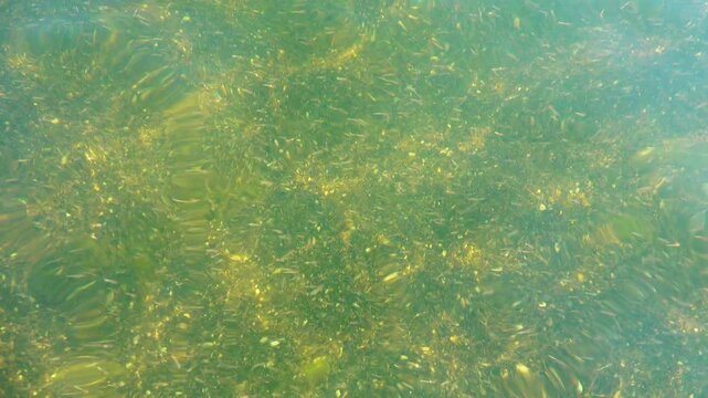 Small crustaceans Brine shrimp (Artemia salina) breed in the shallow waters of the hypersaline lake in large numbers. Lake Sivash as a rotten and dead sea