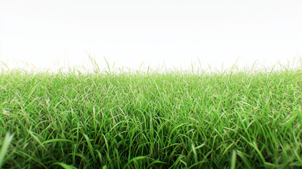 Fototapeta premium Lush green grass blades stretch towards a bright, soft sky, evoking a sense of serene nature and peaceful simplicity in this captivating landscape scene right here.