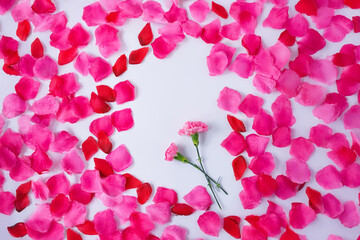 花びらに囲まれたピンクのカーネーション