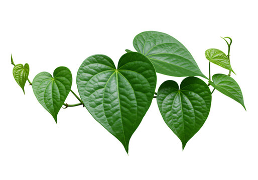 Fototapeta Fresh green heart-shaped betel leaves on a vine isolated on white background for natural or botanical themes