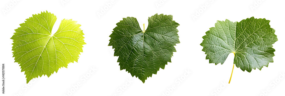 Poster grape leaf isolated. young grape leaves on white background. grape leaf collection on white. full de