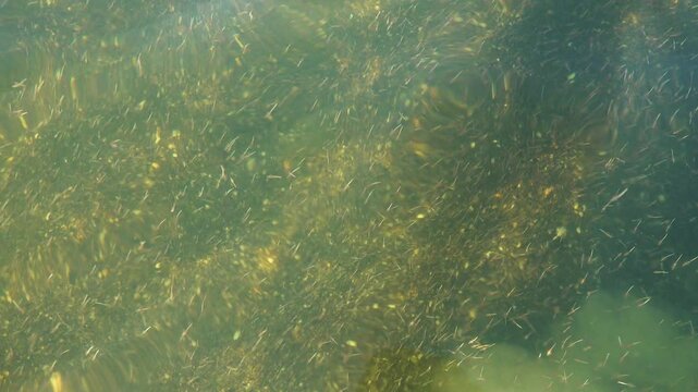 Small crustaceans Brine shrimp (Artemia salina) breed in the shallow waters of the hypersaline lake in large numbers. Lake Sivash as a rotten and dead sea