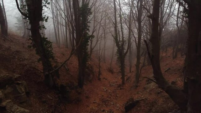 Bosque tenebroso lleno de niebla 
