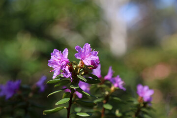 Closeup of purple Azalea blooms, Derbyshire England
