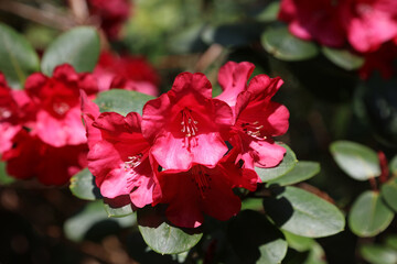 Obraz premium Closeup of red Rhododendron flowers, Derbyshire England 