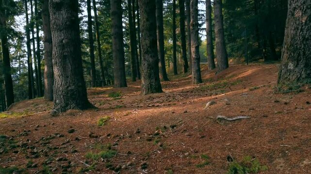 paisaje de bosque arboles y troncos 