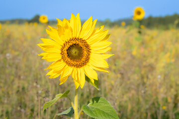 Bright yellow sunflower in a field meadow blue sky green hedgerow