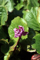 Macro image of purple Korean Elephant's Ears blooms, Derbyshire England

