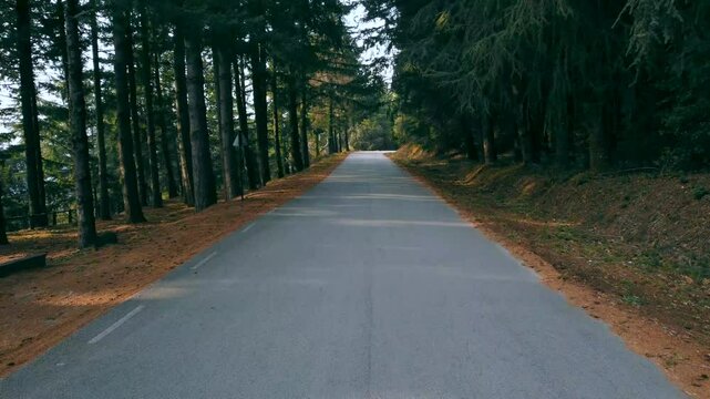 Camino de carretera en medio del bosque 