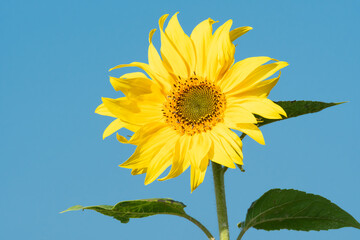 Bright yellow sunflower against a clear blue sky background