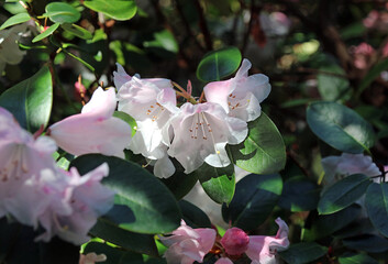 White and pink Rhododendron blooms in dappled sunlight, Derbyshire England
