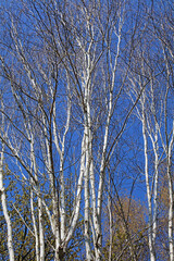 White Birch trees against a blue sky, Derbyshire England

