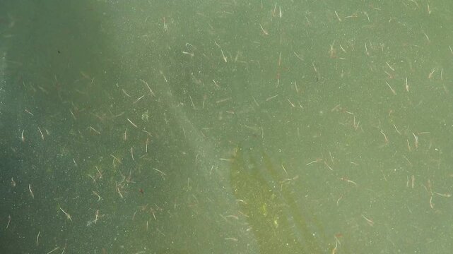 Small crustaceans Brine shrimp (Artemia salina) breed in the shallow waters of the hypersaline lake in large numbers. Lake Sivash as a rotten and dead sea