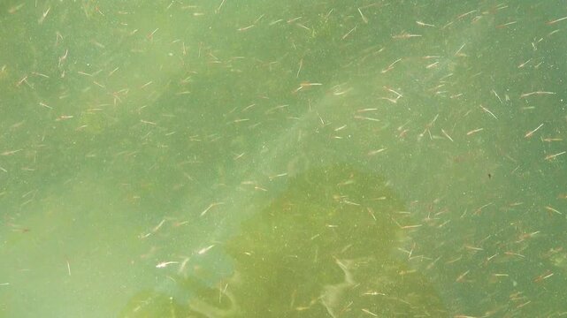 Small crustaceans Brine shrimp (Artemia salina) breed in the shallow waters of the hypersaline lake in large numbers. Lake Sivash as a rotten and dead sea