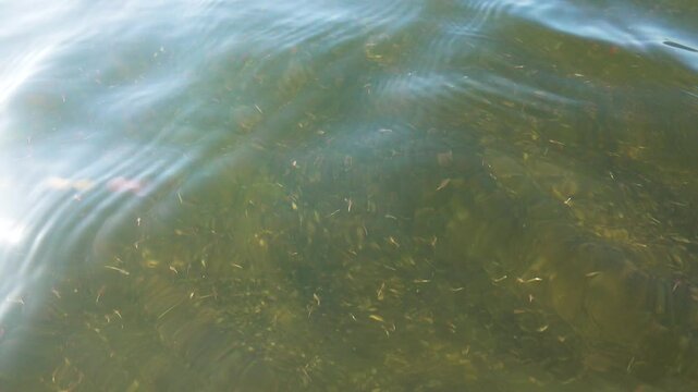 Small crustaceans Brine shrimp (Artemia salina) breed in the shallow waters of the hypersaline lake in large numbers. Lake Sivash as a rotten and dead sea