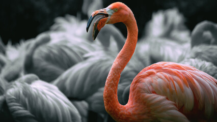 Obraz premium Flamingo