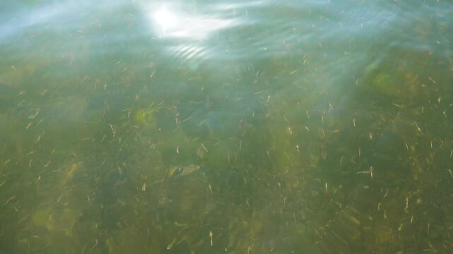 Small crustaceans Brine shrimp (Artemia salina) breed in the shallow waters of the hypersaline lake in large numbers. Lake Sivash as a rotten and dead sea