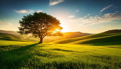 Serene Sunset Landscape Solitary Tree in Rolling Green Hills