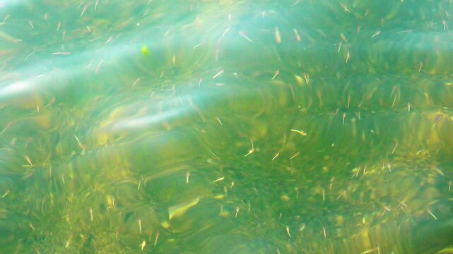 Small crustaceans Brine shrimp (Artemia salina) breed in the shallow waters of the hypersaline lake in large numbers. Lake Sivash as a rotten and dead sea