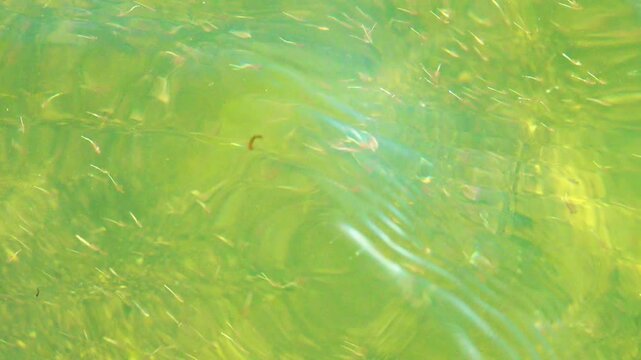 Small crustaceans Brine shrimp (Artemia salina) breed in the shallow waters of the hypersaline lake in large numbers. Lake Sivash as a rotten and dead sea