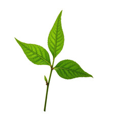 A vibrant green leaf with a small bud on a transparent background.