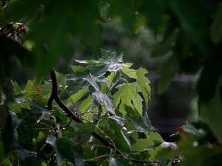 Close-up photograph of wet tree leaves on a branch, taken in rainy conditions amidst a forest Shallow depth of field emphasizes the glistening leaf Overcast sky suggests soft illumination without h