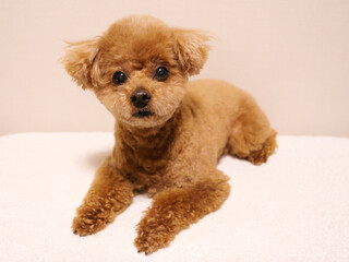 日本、伏せて待っているトイプードル