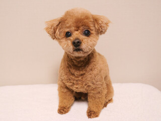 日本、座って待っているトイプードル