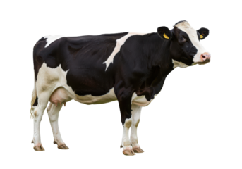 Black and white cow profile isolated on white background