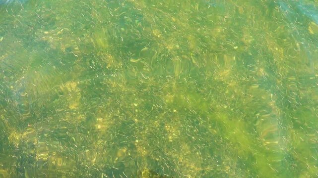 Small crustaceans Brine shrimp (Artemia salina) breed in the shallow waters of the hypersaline lake in large numbers. Lake Sivash as a rotten and dead sea