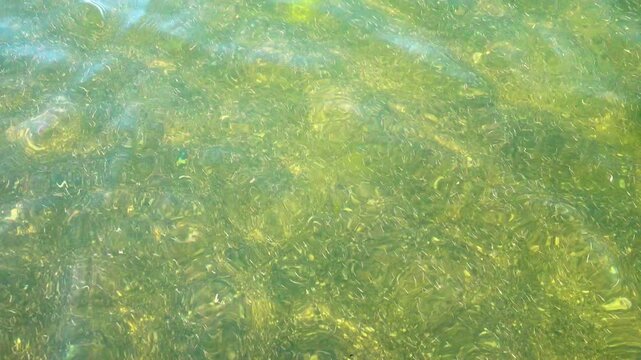 Small crustaceans Brine shrimp (Artemia salina) breed in the shallow waters of the hypersaline lake in large numbers. Lake Sivash as a rotten and dead sea