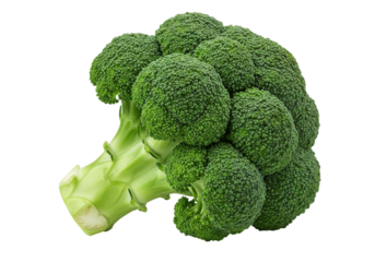 Fresh Broccoli Head isolated on white background