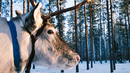 顔が近いトナカイ