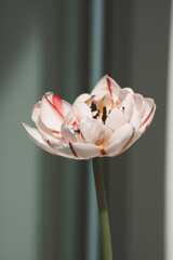 A close up of a white and red flower on a vibrant green stem