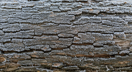 Obraz premium Close-Up of Tree Bark Covered with Frost Crystals in Winter, Natural Texture Background
