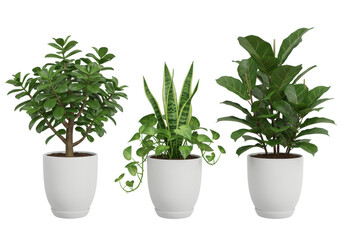 Fototapeta premium Indoor plants in white pots isolated on white background