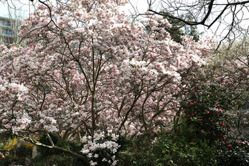 Arbre Magnolia en fleurs dans une ville