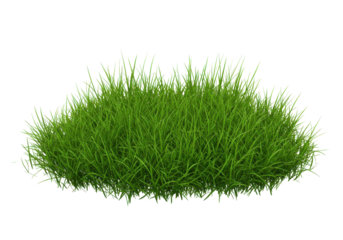 Lush green grass clump isolated on white background