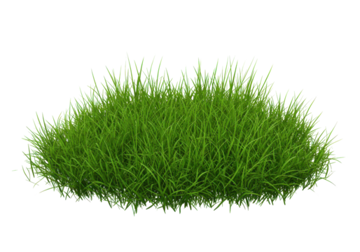 Lush green grass clump isolated on white background